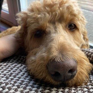 Meet your Posher, Lexi